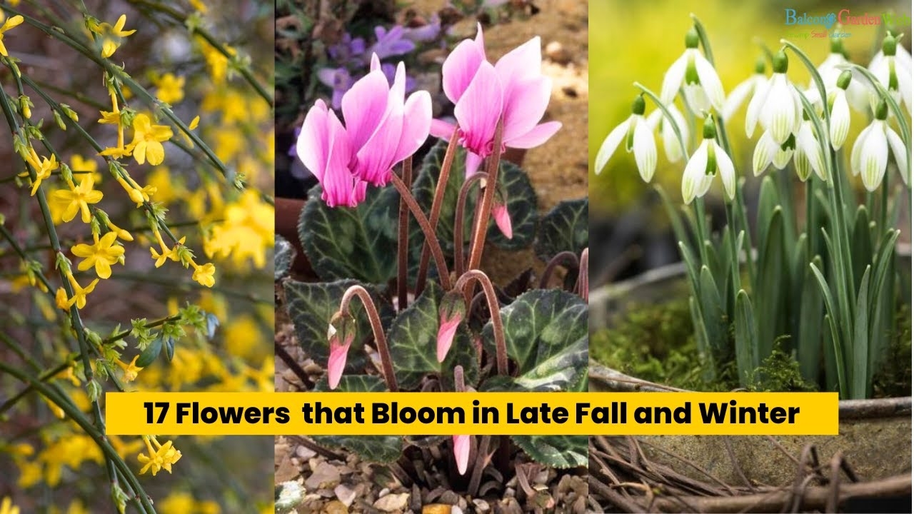 17 Flowers That Bloom In Late Fall And Winter flowers YouTube 17 Flowers That Bloom In Late Fall And Winter flowers YouTube