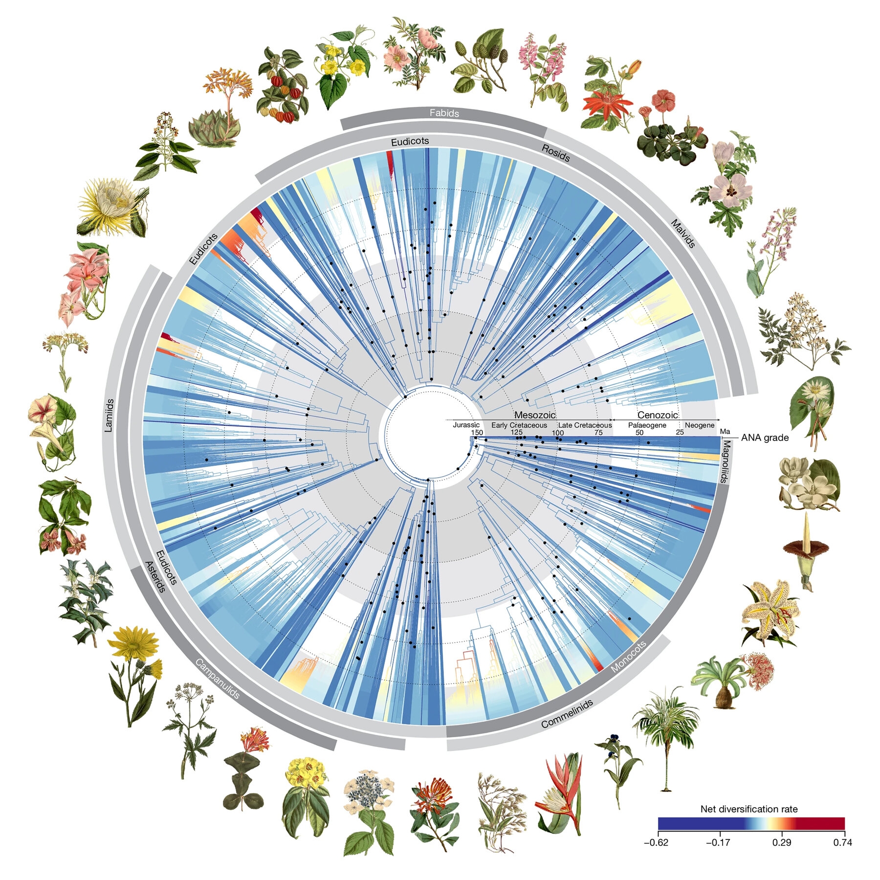 A New Evolutionary Tree Of Flowers For Spring Groundbreaking The New York Times A New Evolutionary Tree Of Flowers For Spring Groundbreaking The New York Times