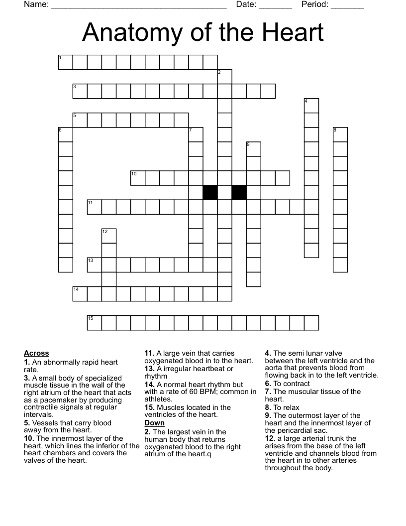 Anatomy Of The Heart Crossword WordMint