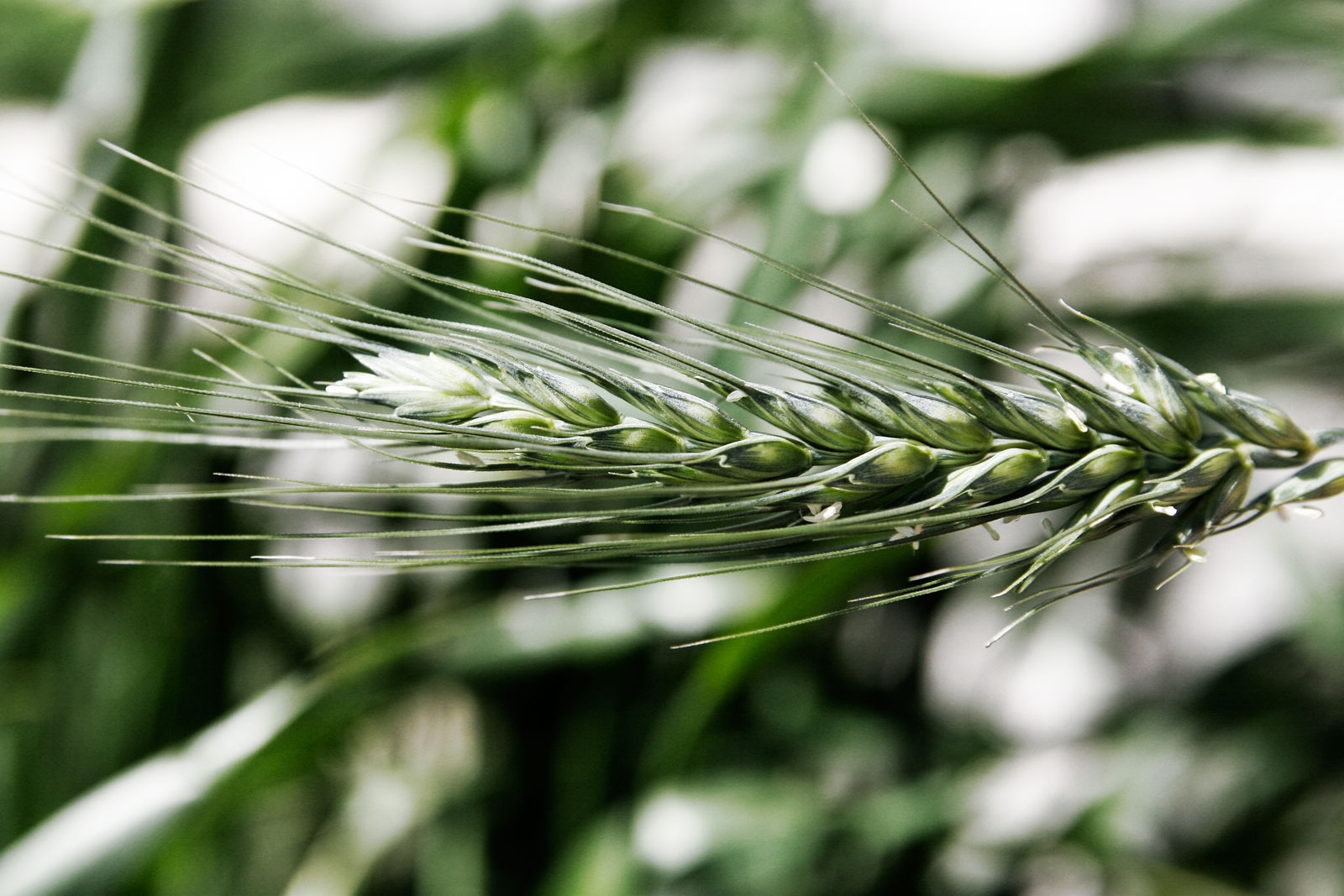 Awn botany Wikipedia