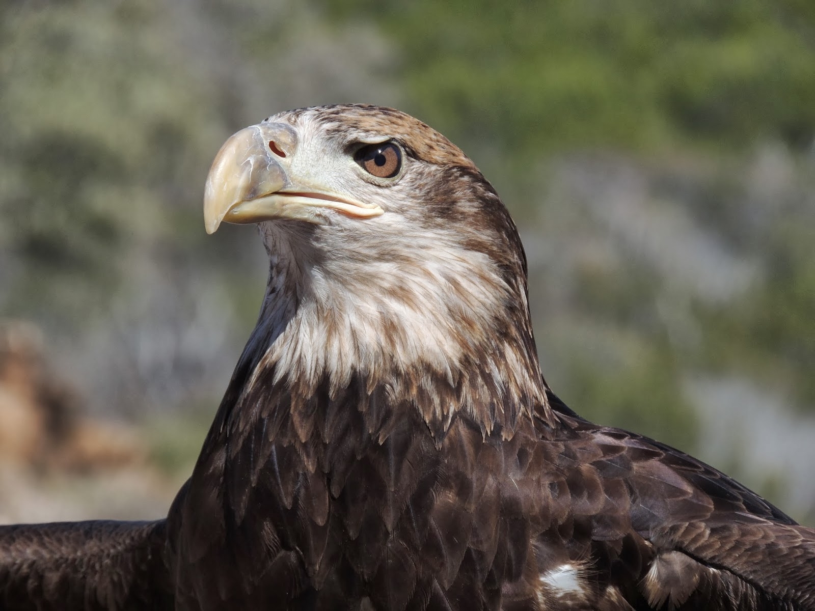 crossword clue sea eagle