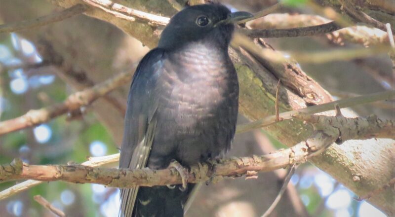 Black Cuckoo Wikipedia