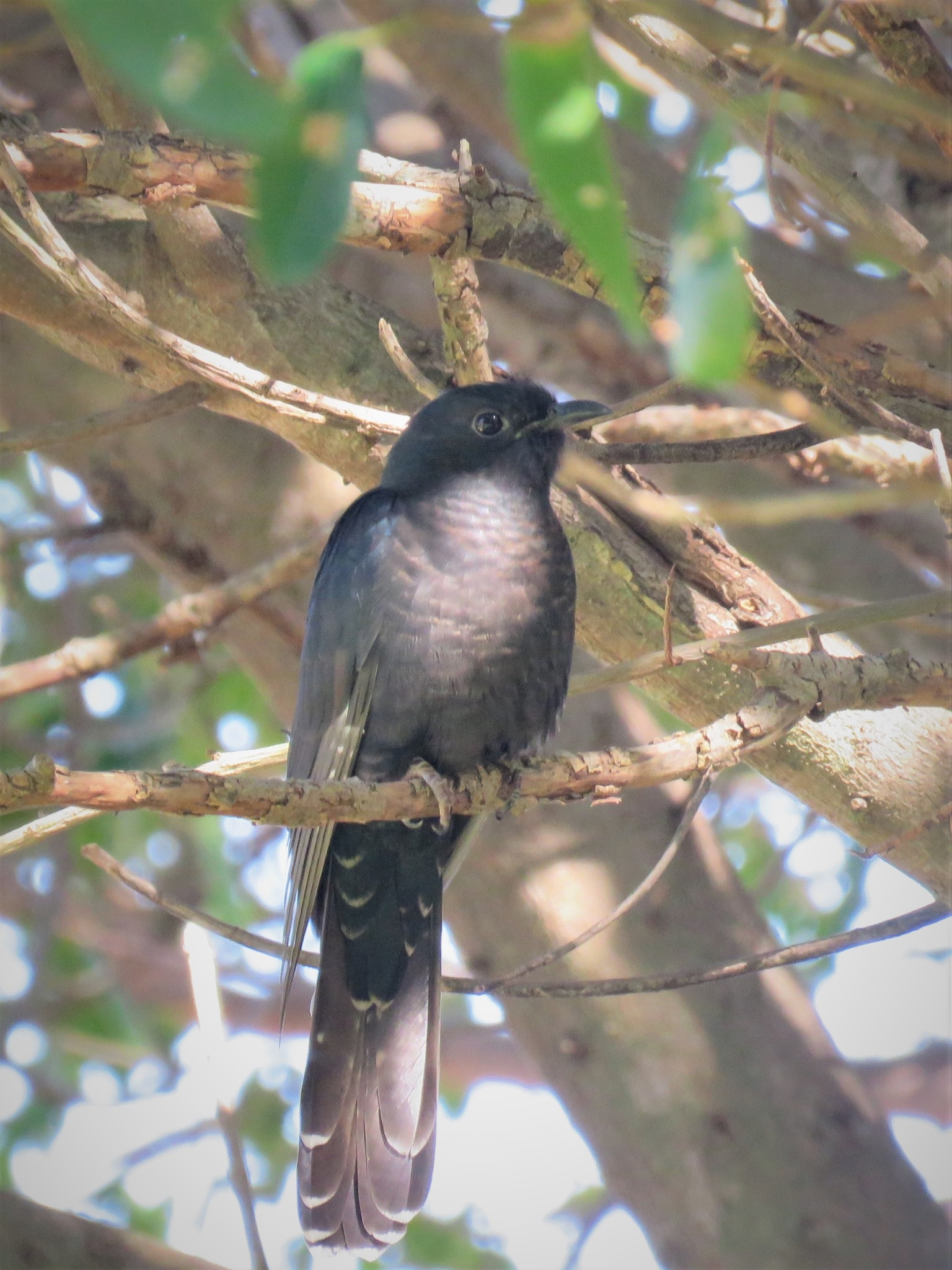 Black Cuckoo Wikipedia