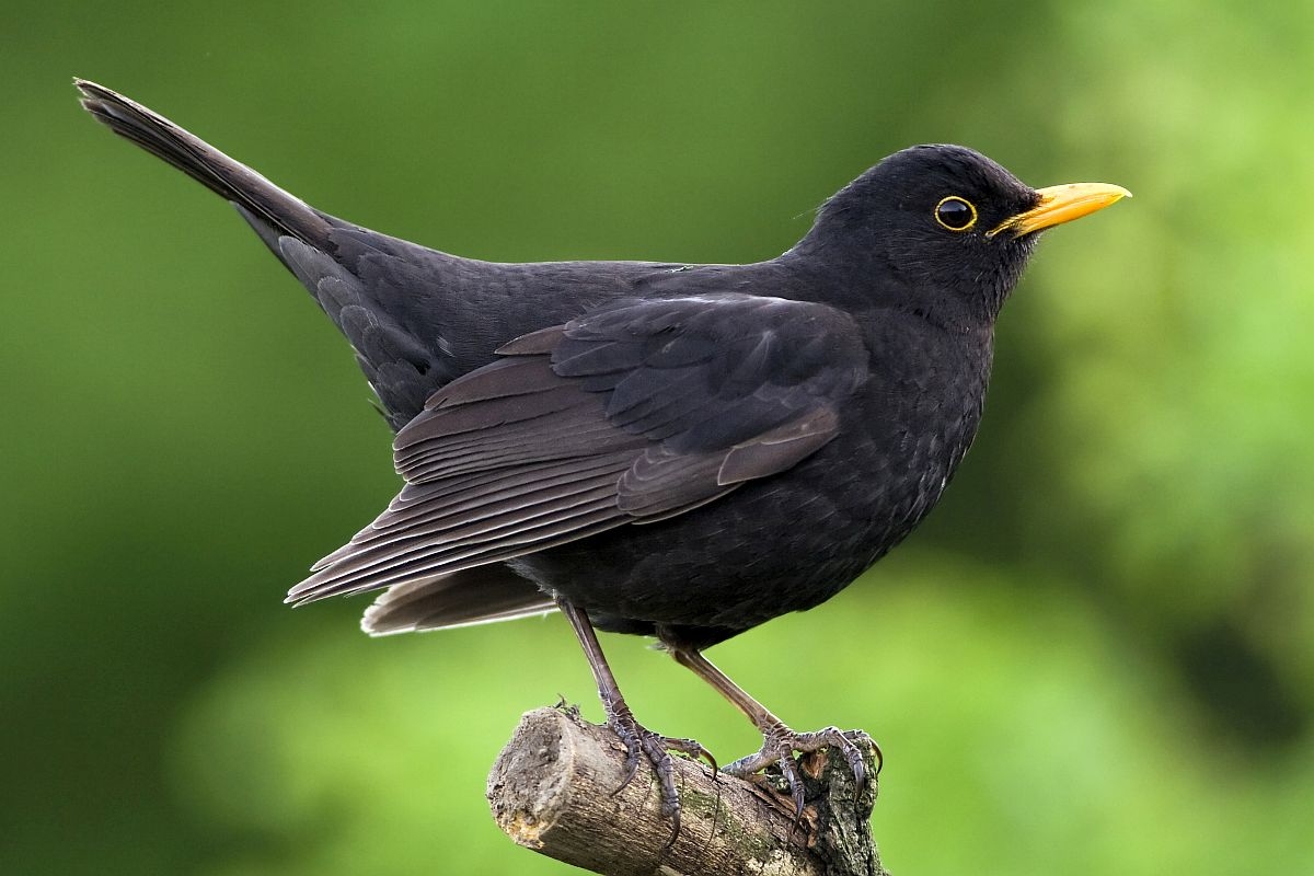 blackbird crossword clue