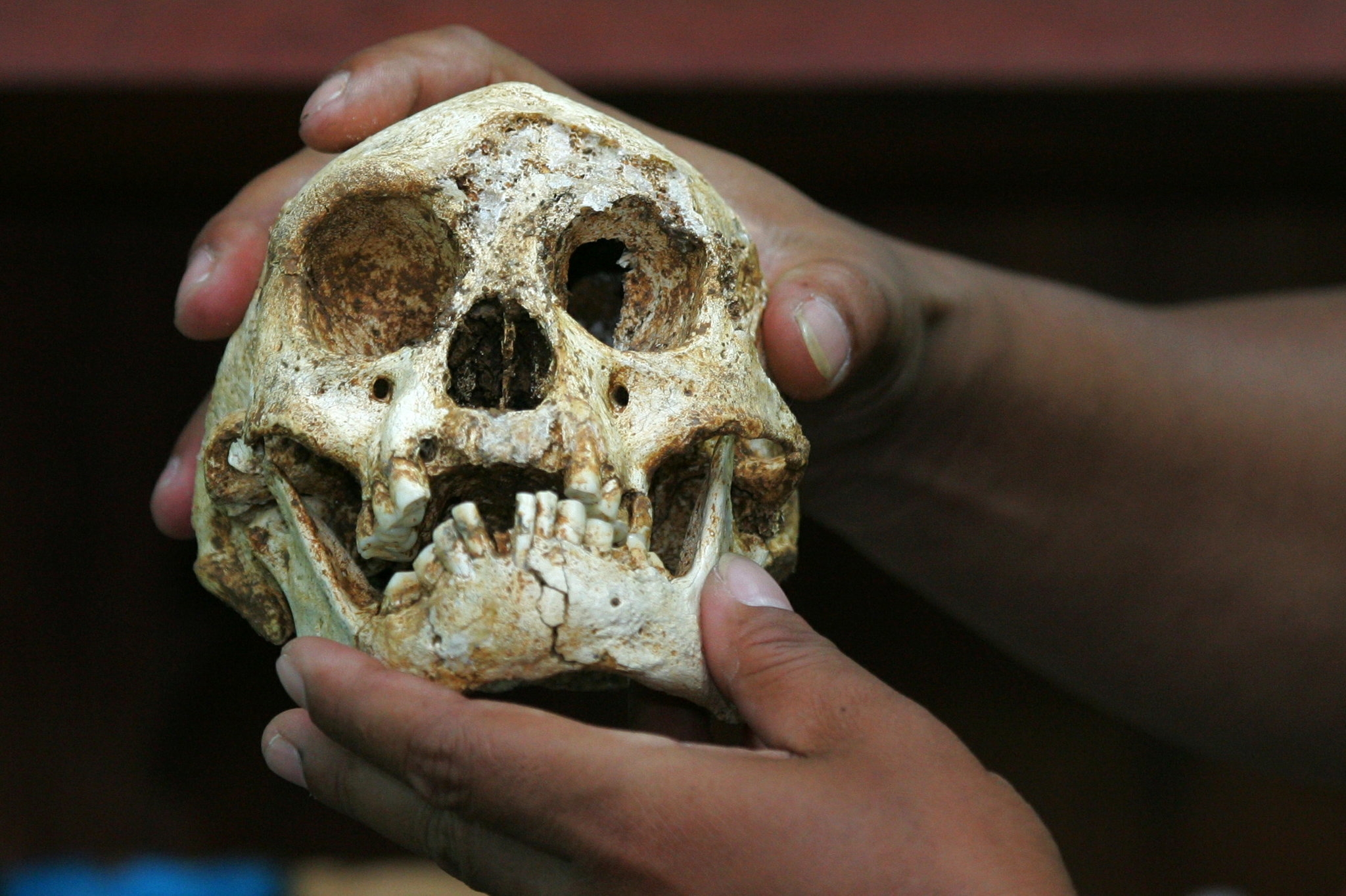 Bodies Keep Shrinking On This Island And Scientists Aren t Sure Why The New York Times