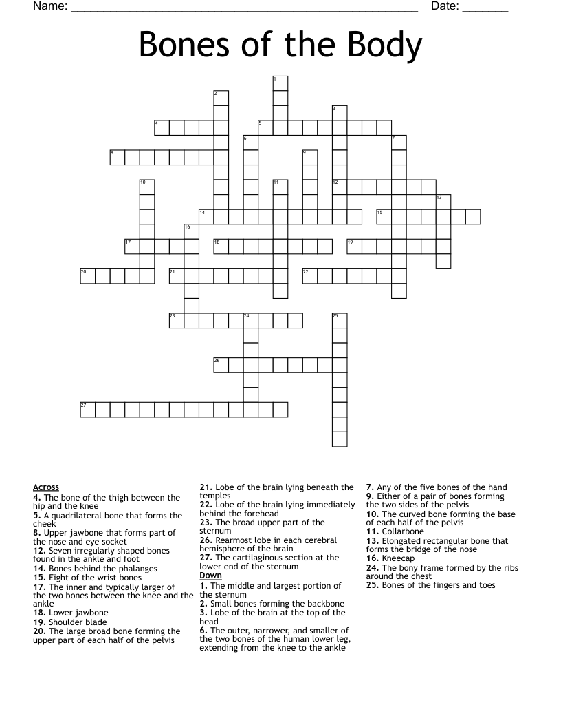 Bones Of The Body Crossword WordMint Bones Of The Body Crossword WordMint