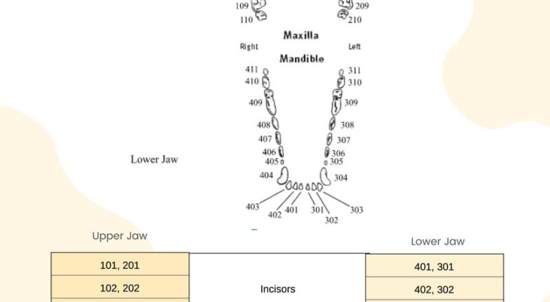Canine Dental Chart In Illustrator PDF Download Template