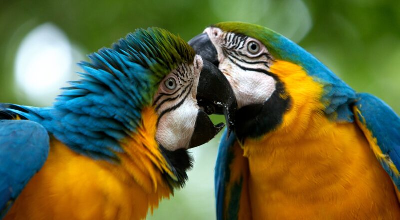 Celebratory Round The New York Times