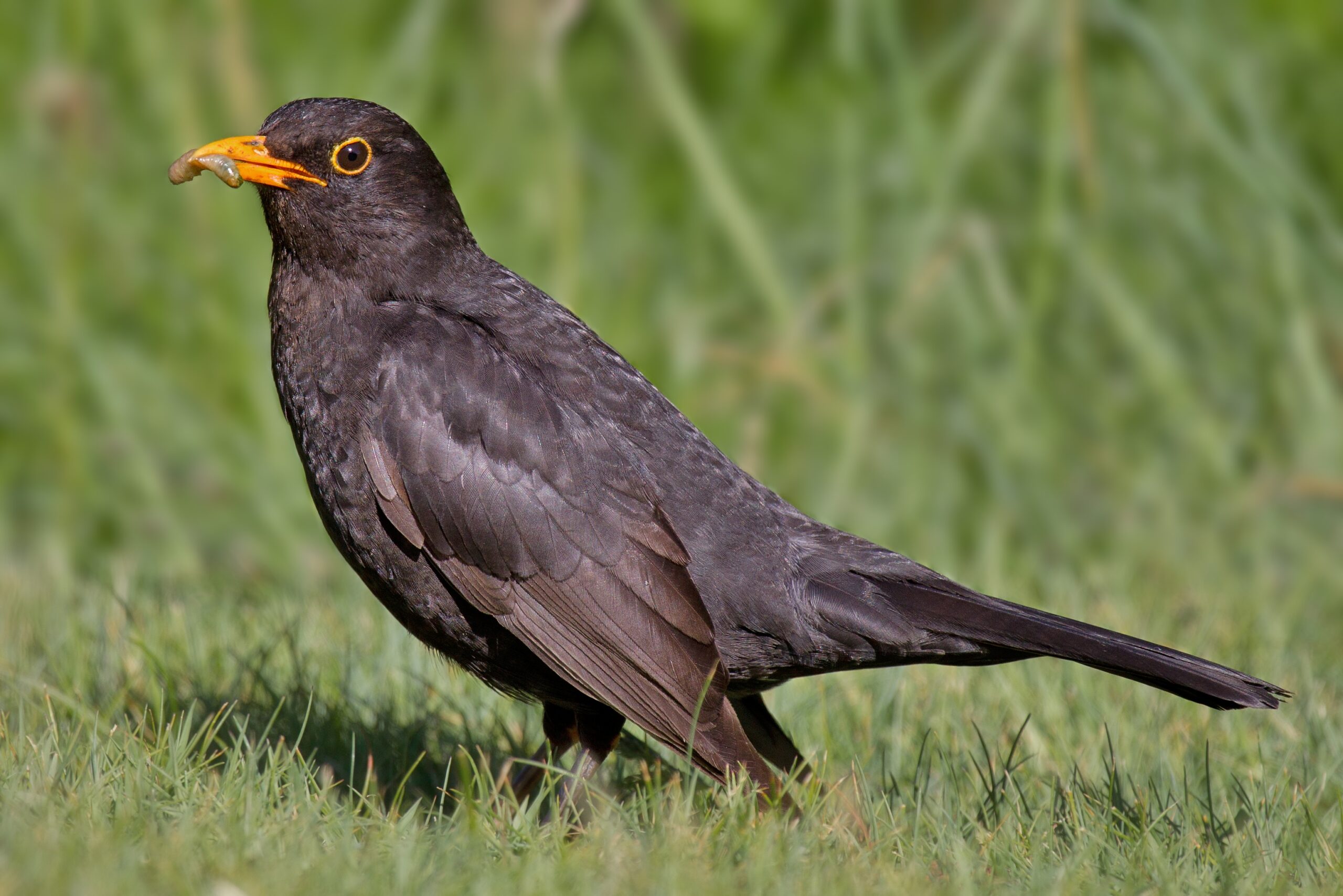 Common Blackbird Wikipedia
