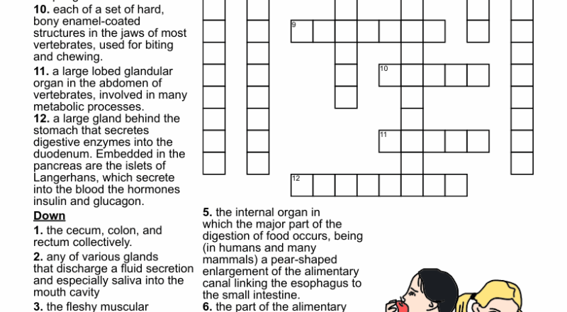 Digestive System Parts Crossword WordMint