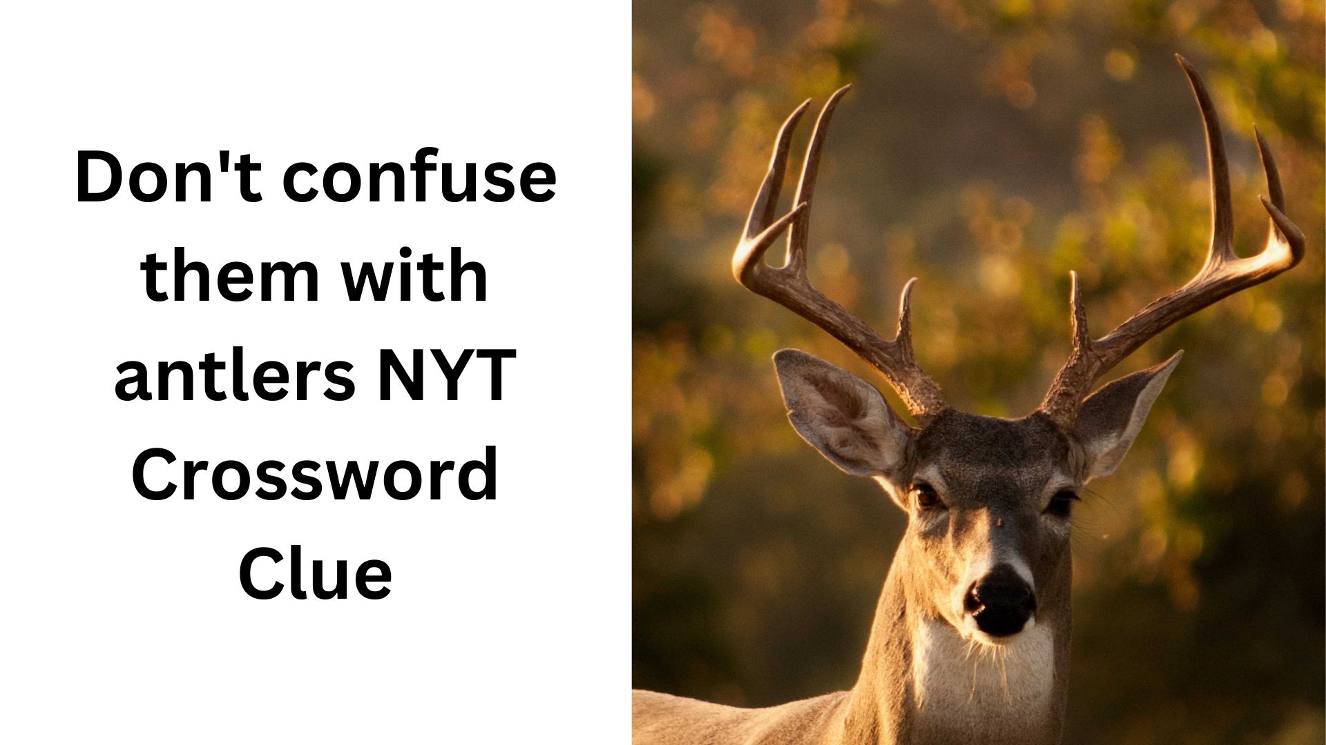 Don t Confuse Them With Antlers NYT Crossword Clue January 4 2025