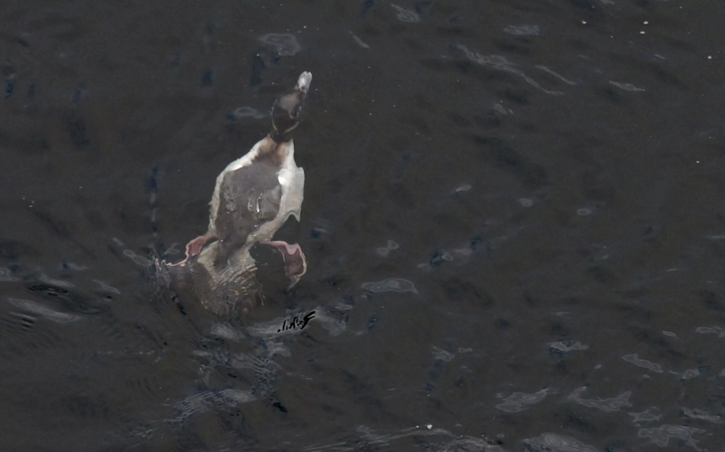 diving duck crossword clue diving duck crossword clue