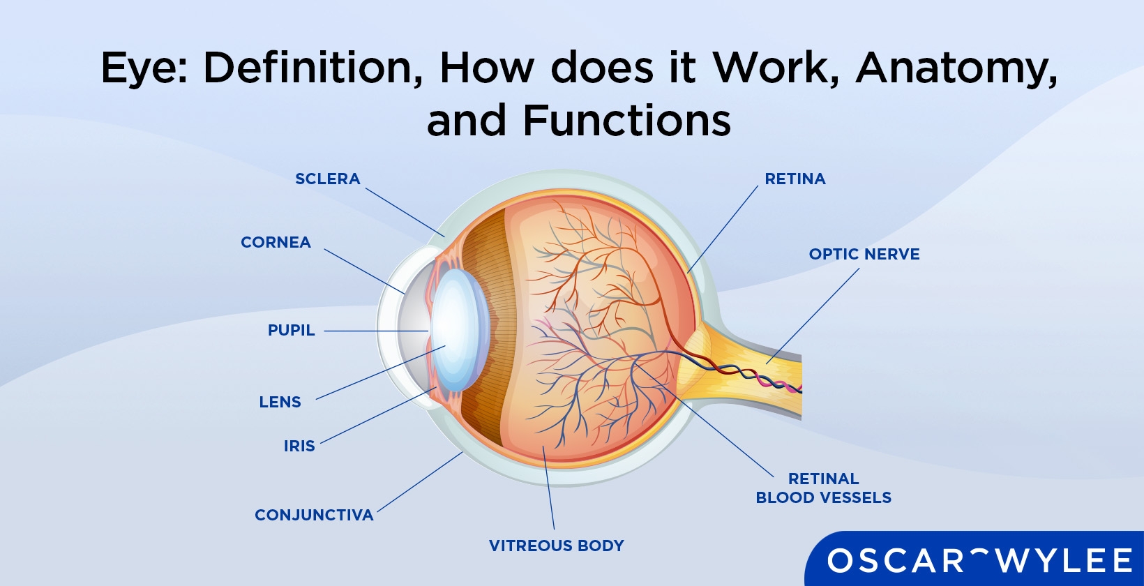 Eye Definition How Does It Work Anatomy And Functions Eye Definition How Does It Work Anatomy And Functions