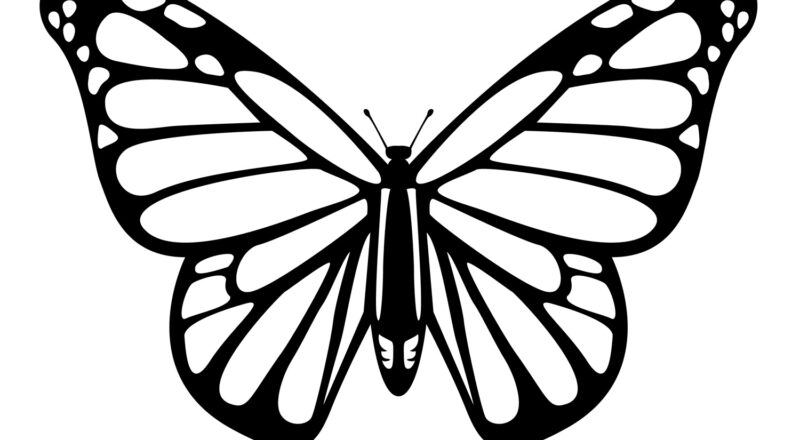 Free Butterfly Stencil Monarch Butterfly Outline And Silhouette