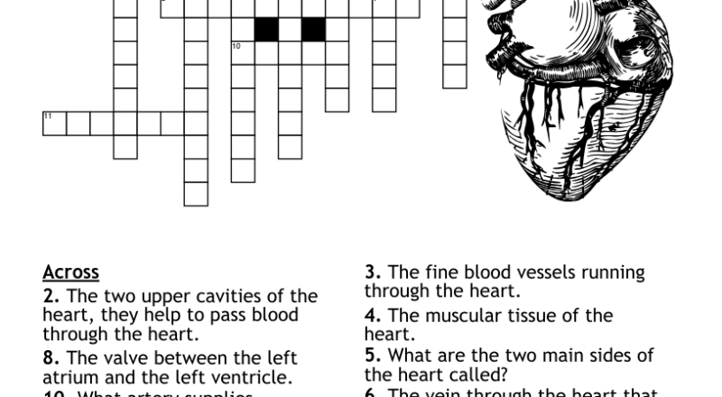 Heart Anatomy Crossword WordMint