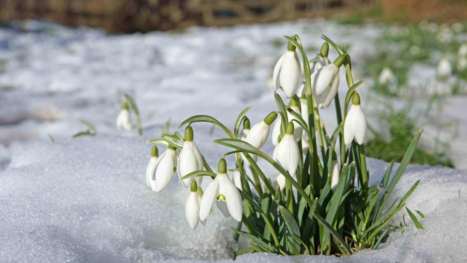 How To Plant Grow And Care For Snowdrop Flower Galanthus 