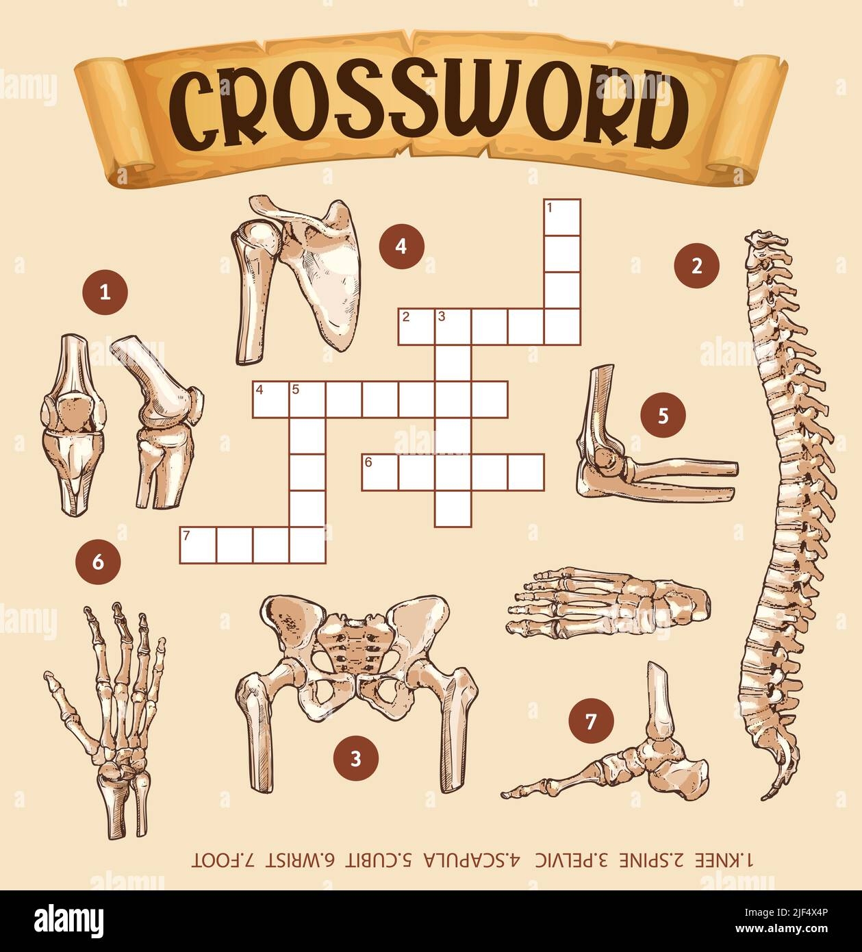 Human Bones Crossword Grid Worksheet Or Find Word Quiz Vector Puzzle Game Crossword Grid To Guess Words Of Human Body Anatomy Bones Of Wrist Knee Or Root And Pelvic Scapula And Cubit