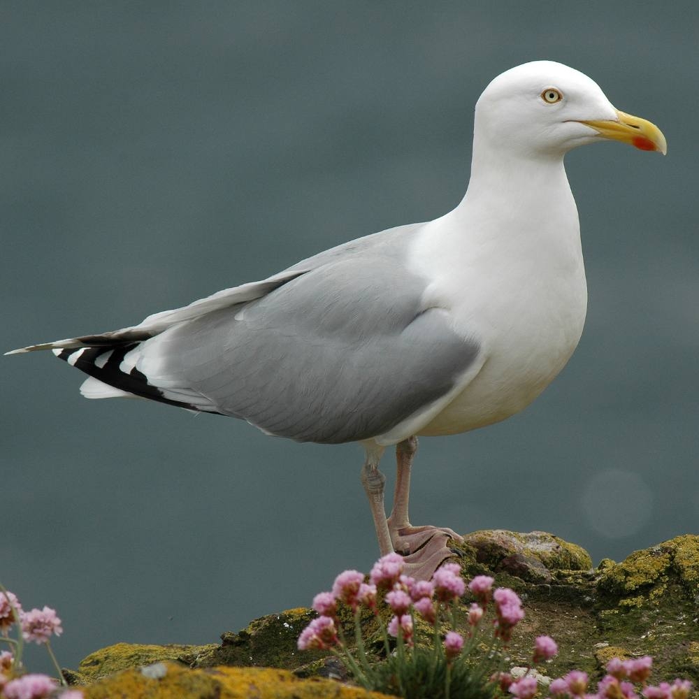 diving bird crossword clue