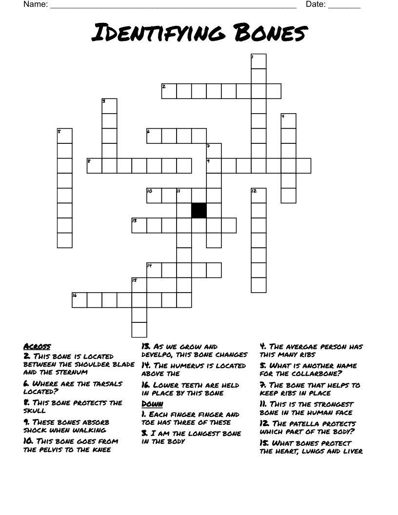 Identifying Bones Crossword WordMint Identifying Bones Crossword WordMint