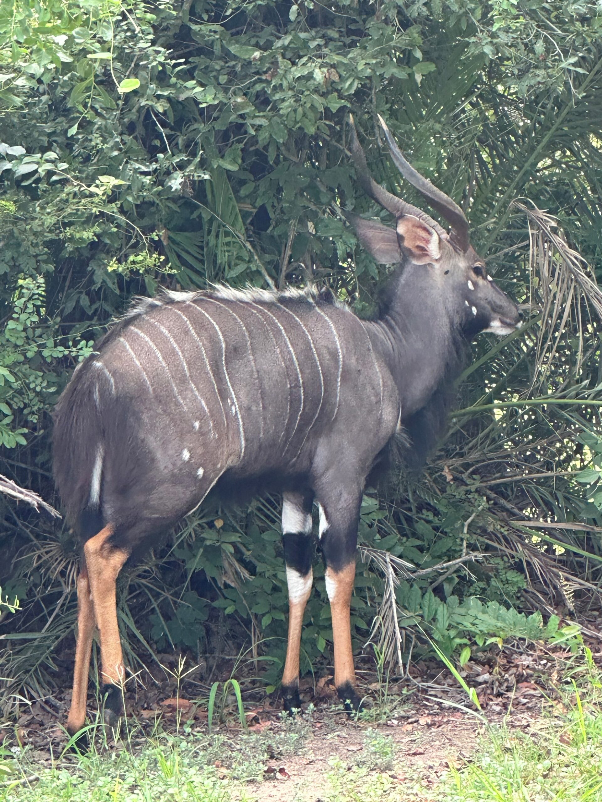In Touch With Nature Nyala Antelope southernAfricanwildlife Writing To Be Read In Touch With Nature Nyala Antelope southernAfricanwildlife Writing To Be Read