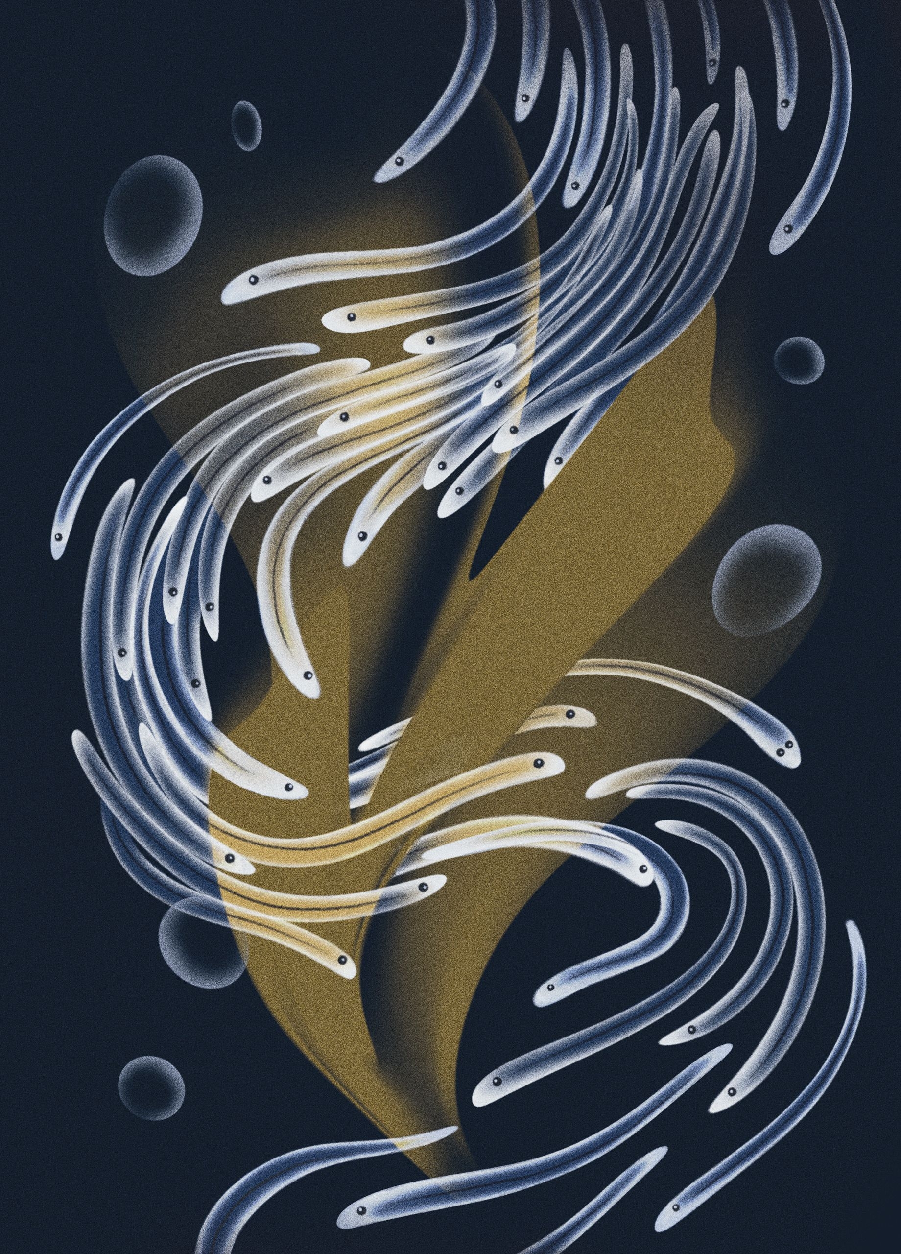 Inside The Slimy Smelly Secretive World Of Glass Eel Fishing The New Yorker