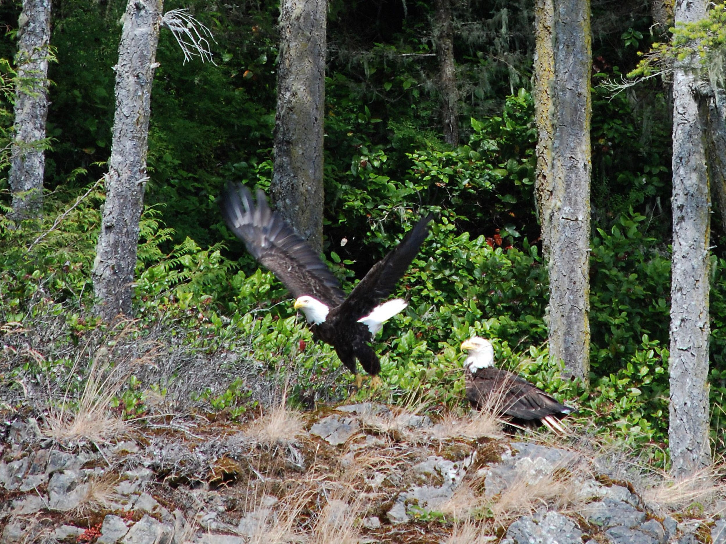 eagles nest crossword clue