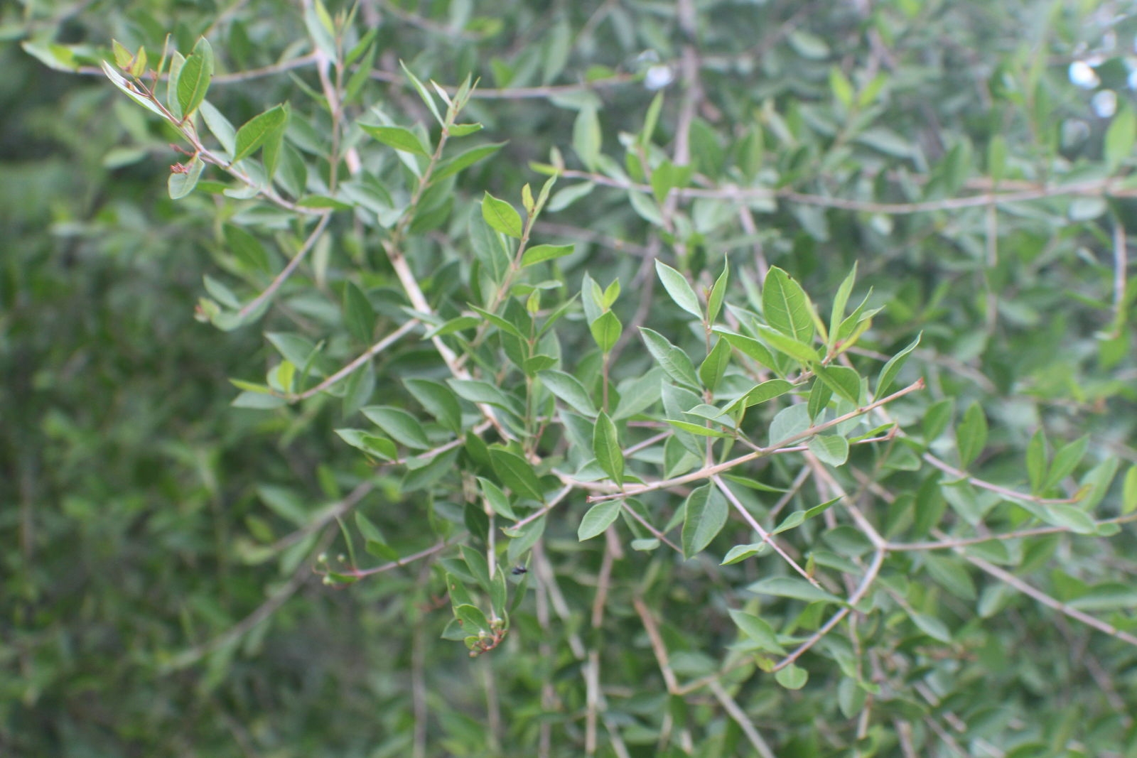 Lawsonia L Plants Of The World Online Kew Science