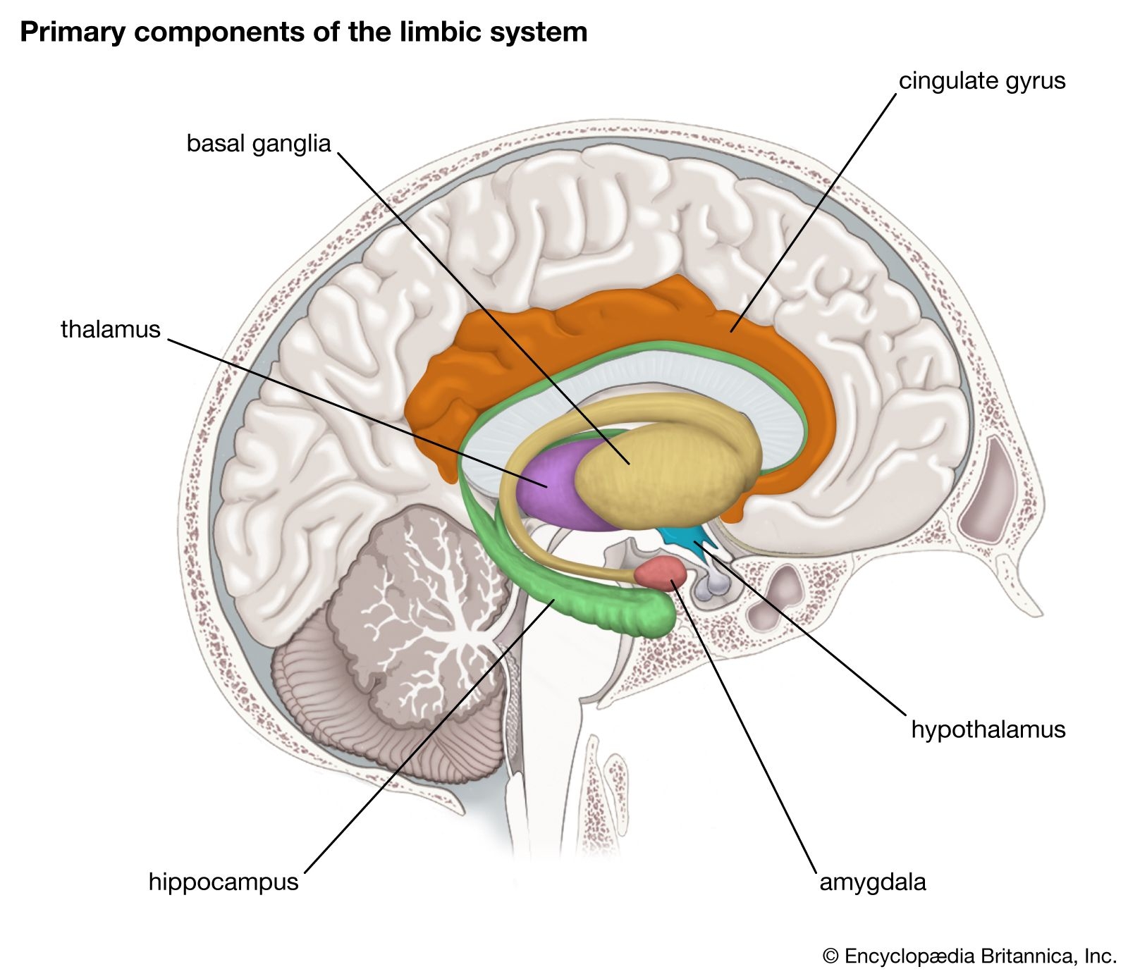 Limbic System Description Components Function History Of Study Facts Britannica