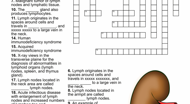 Lymphatic System Crossword WordMint