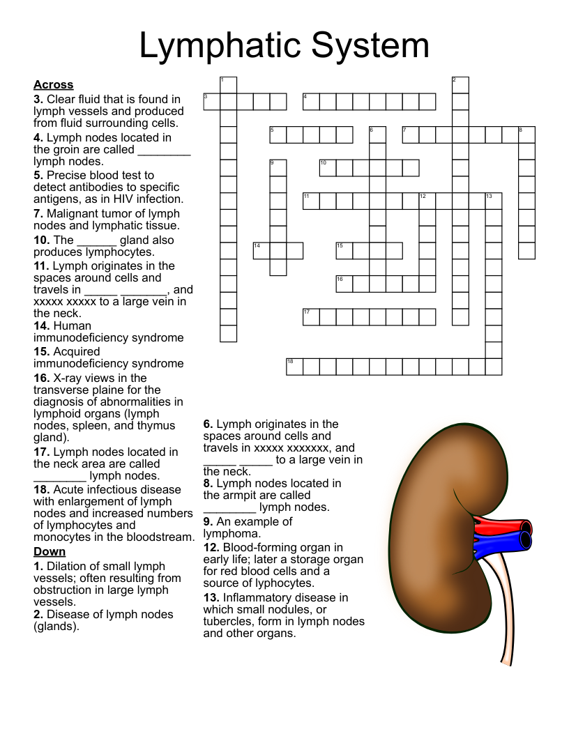 Lymphatic System Crossword WordMint Lymphatic System Crossword WordMint