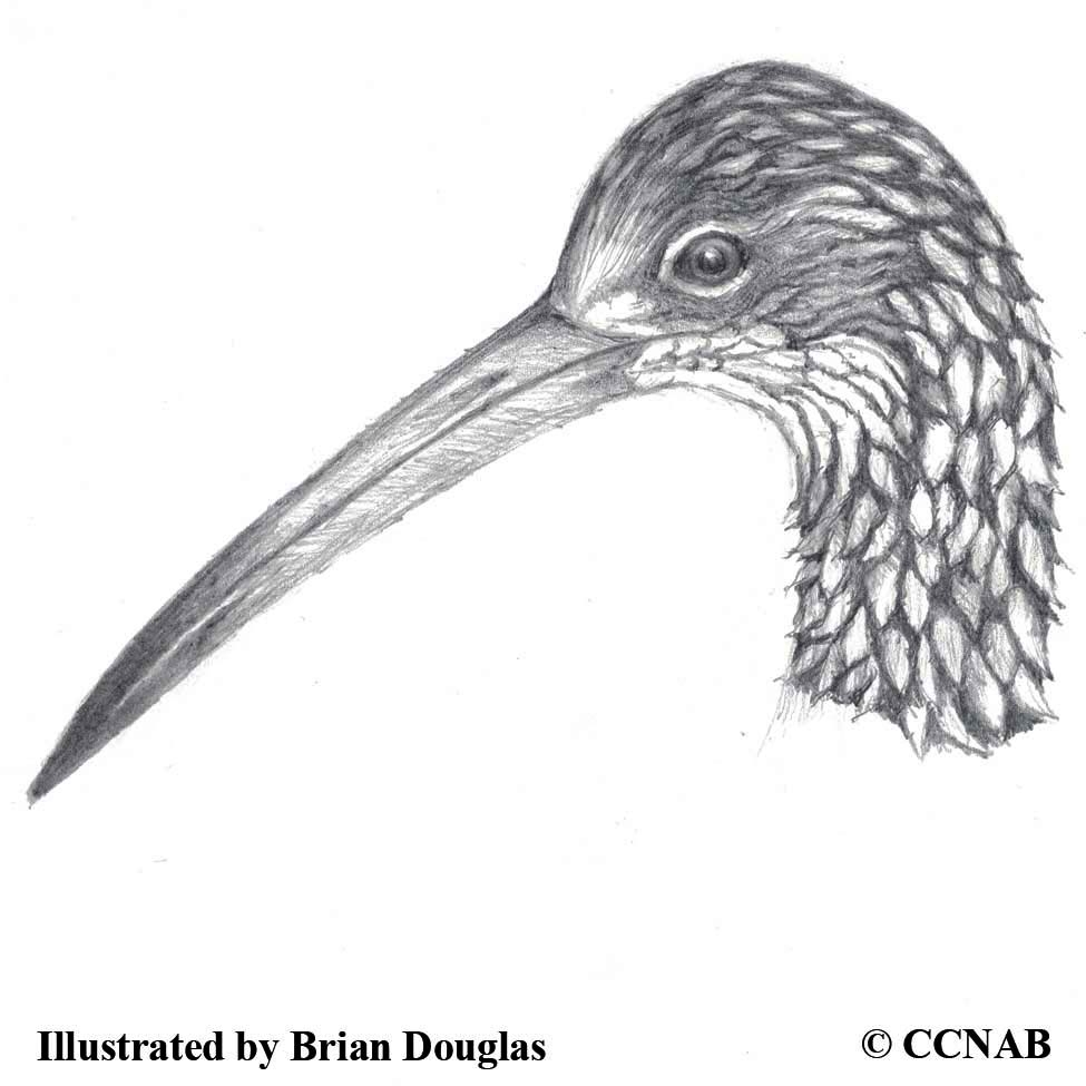 marsh bird crossword