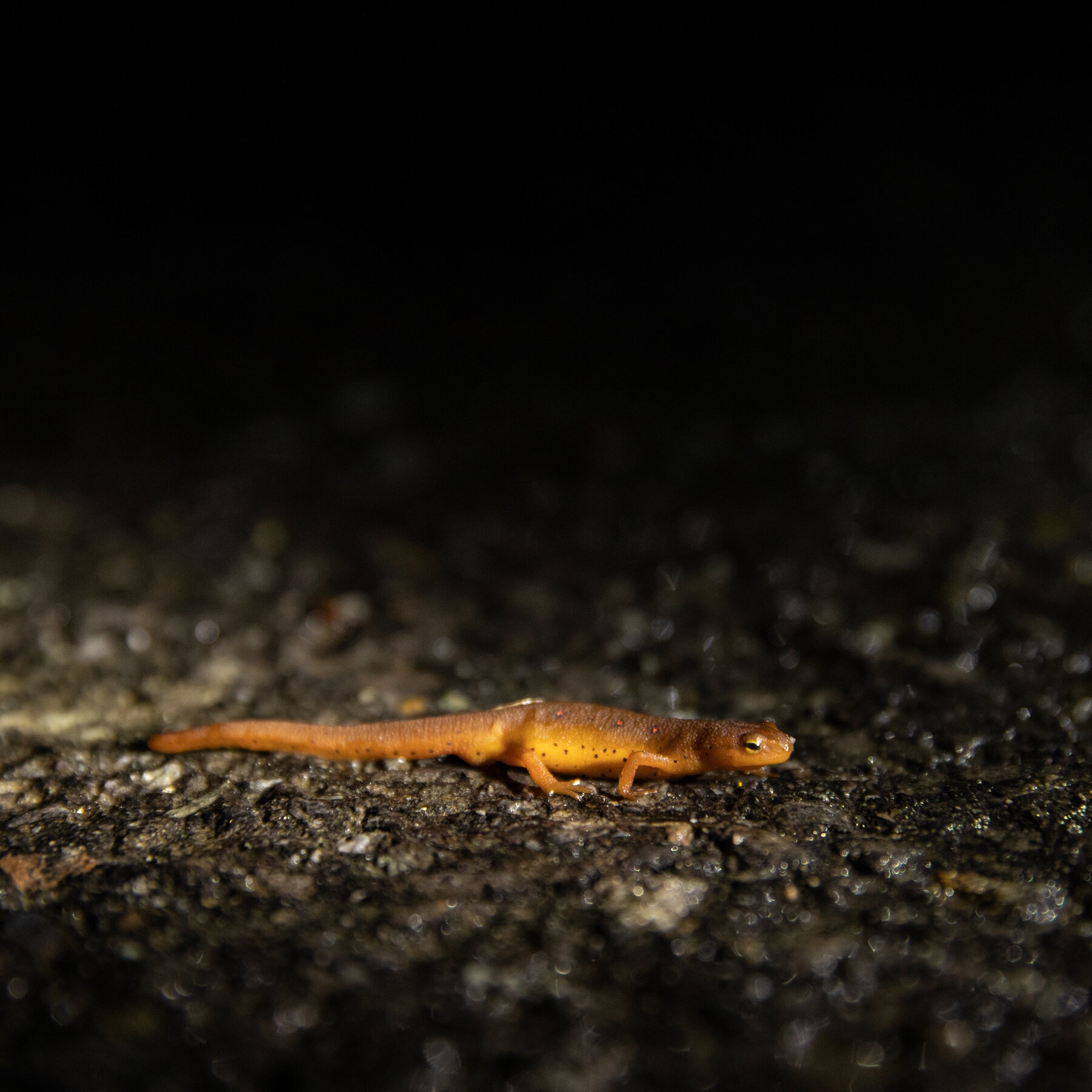 NYT Crossword Answers One named Singer Born Gabriella Sarmiento Wilson The New York Times