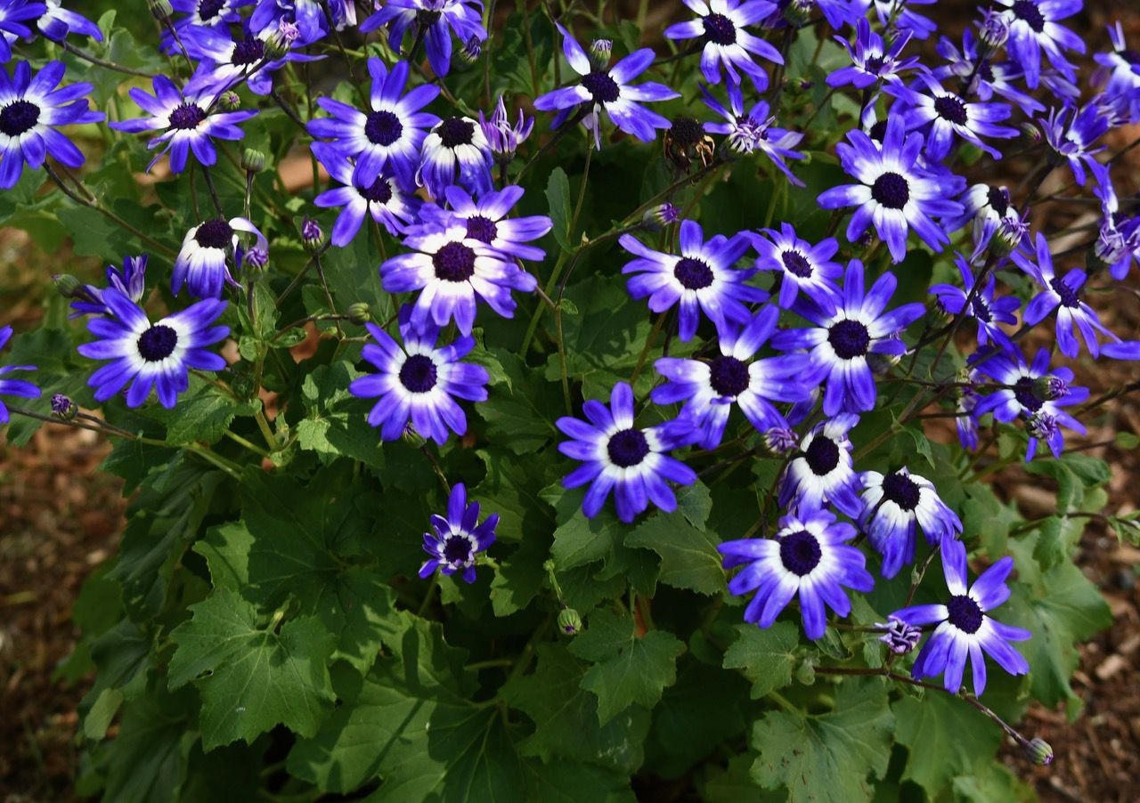 Out Back A Honeysuckle By Any Other Name The Boston Globe