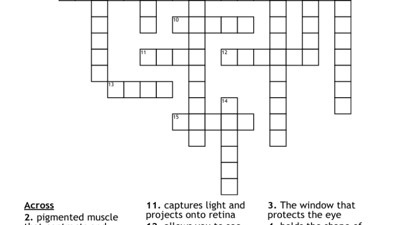 Parts Of The Eye Crossword WordMint