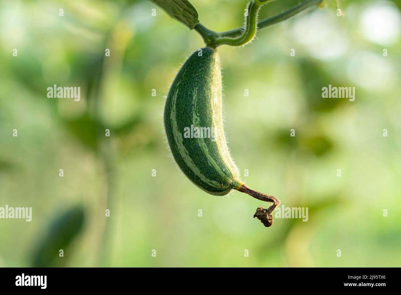 Pointed Arch Crossword Clue Hi res Stock Photography And Images Alamy