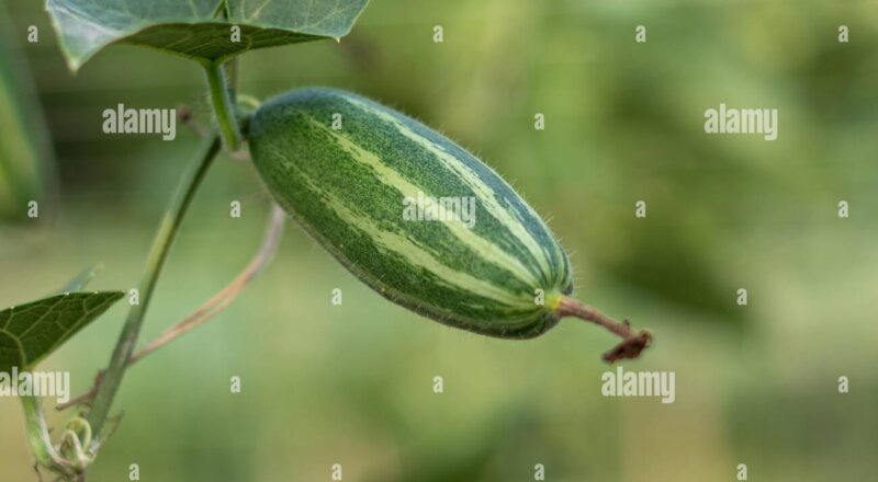 Pointed Arch Crossword Clue Hi res Stock Photography And Images Alamy