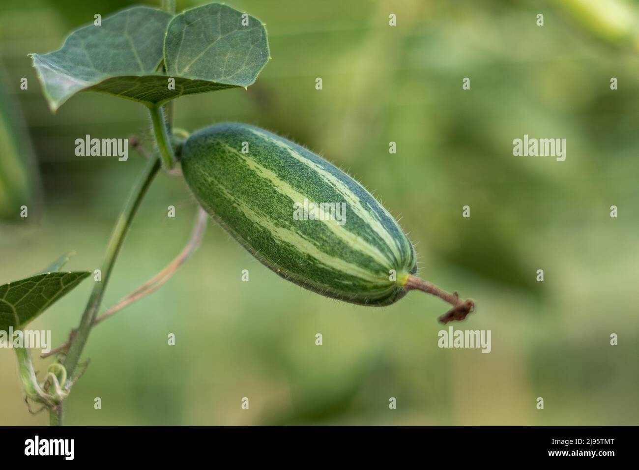 Pointed Arch Crossword Clue Hi res Stock Photography And Images Alamy
