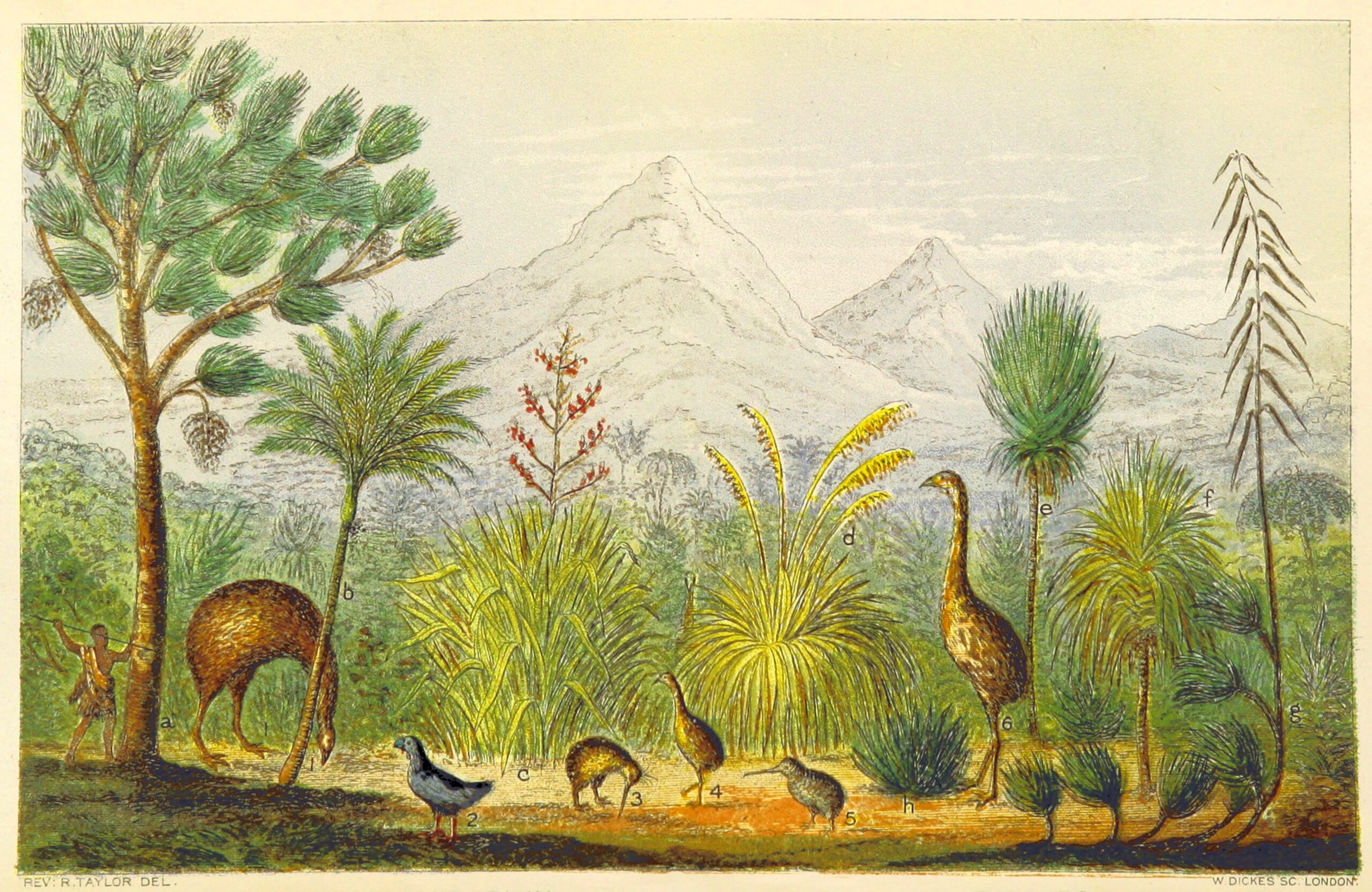 Scientists Reconstruct The Genome Of A Moa A Bird Extinct For 700 Years
