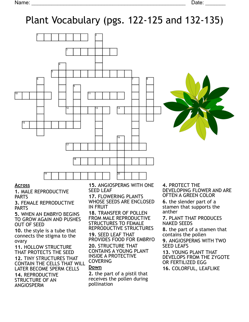 Seed Germination Crossword WordMint Seed Germination Crossword WordMint