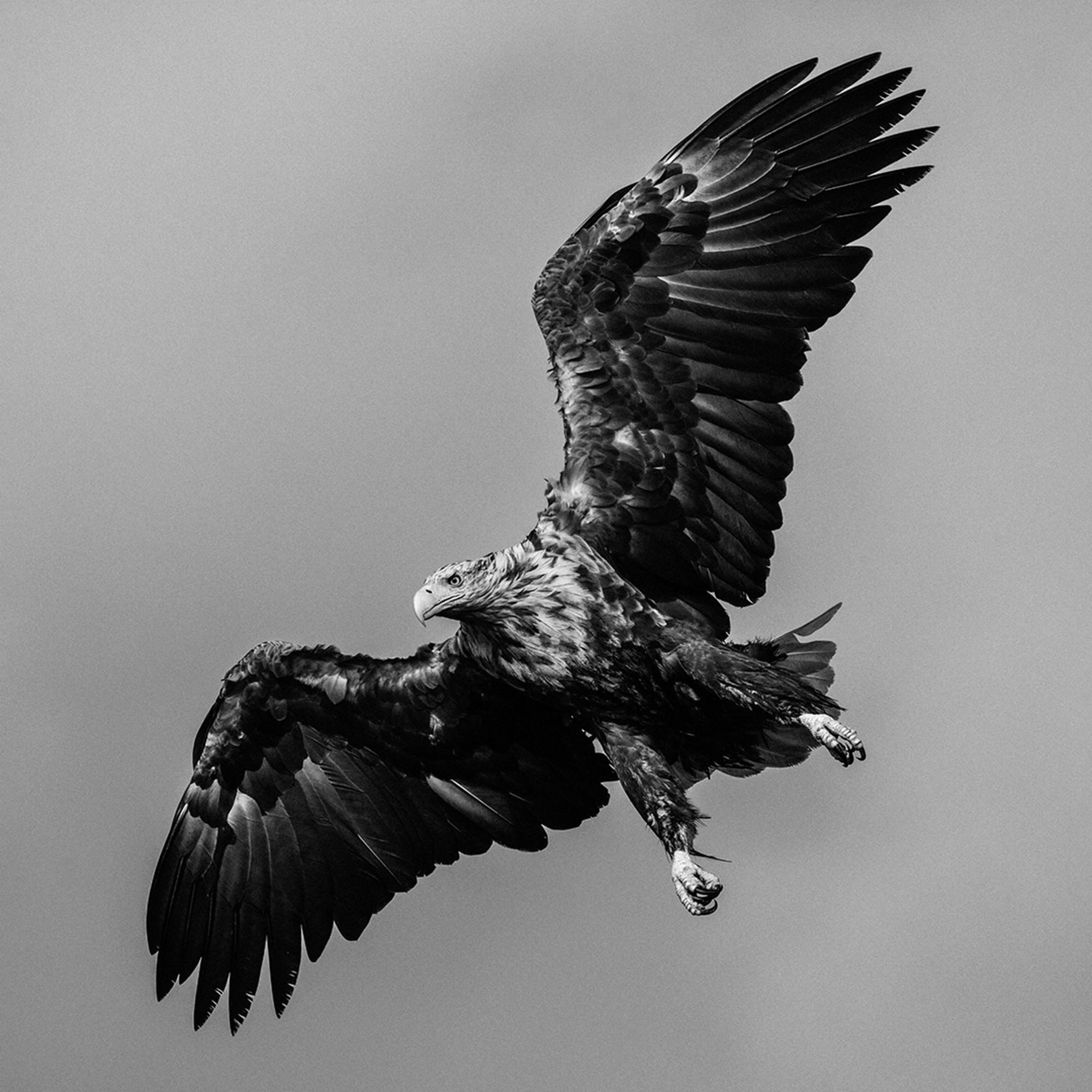 sea eagle crossword clue