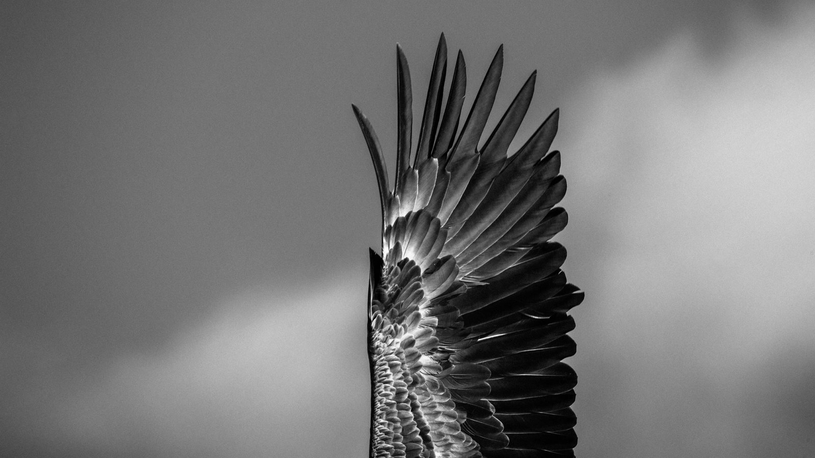 Seeking Flying Giants In Norway s Fjords The New York Times