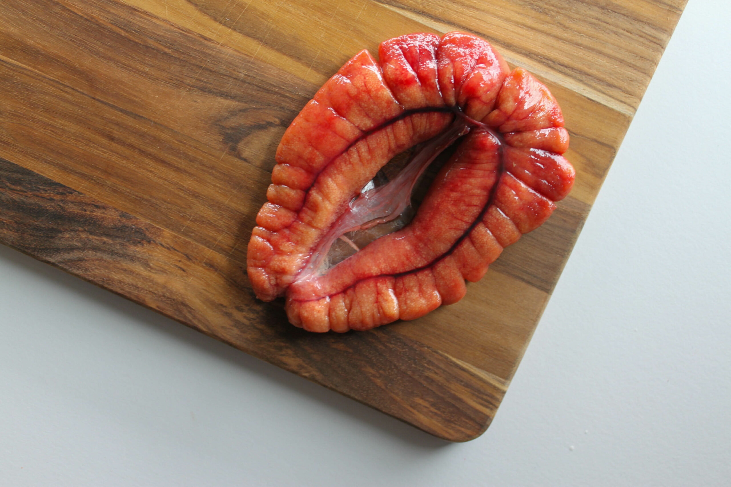 Shad Roe What Is It Harbor Fish Market