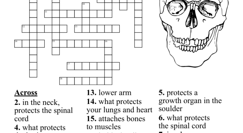 Skeletal System Bones Crossword WordMint