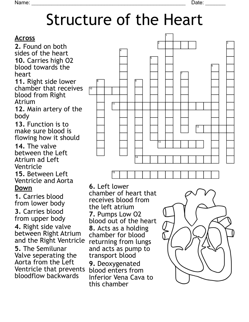 Structure Of The Heart Crossword WordMint