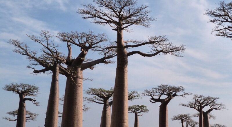 Stuff In Microdots The New York Times