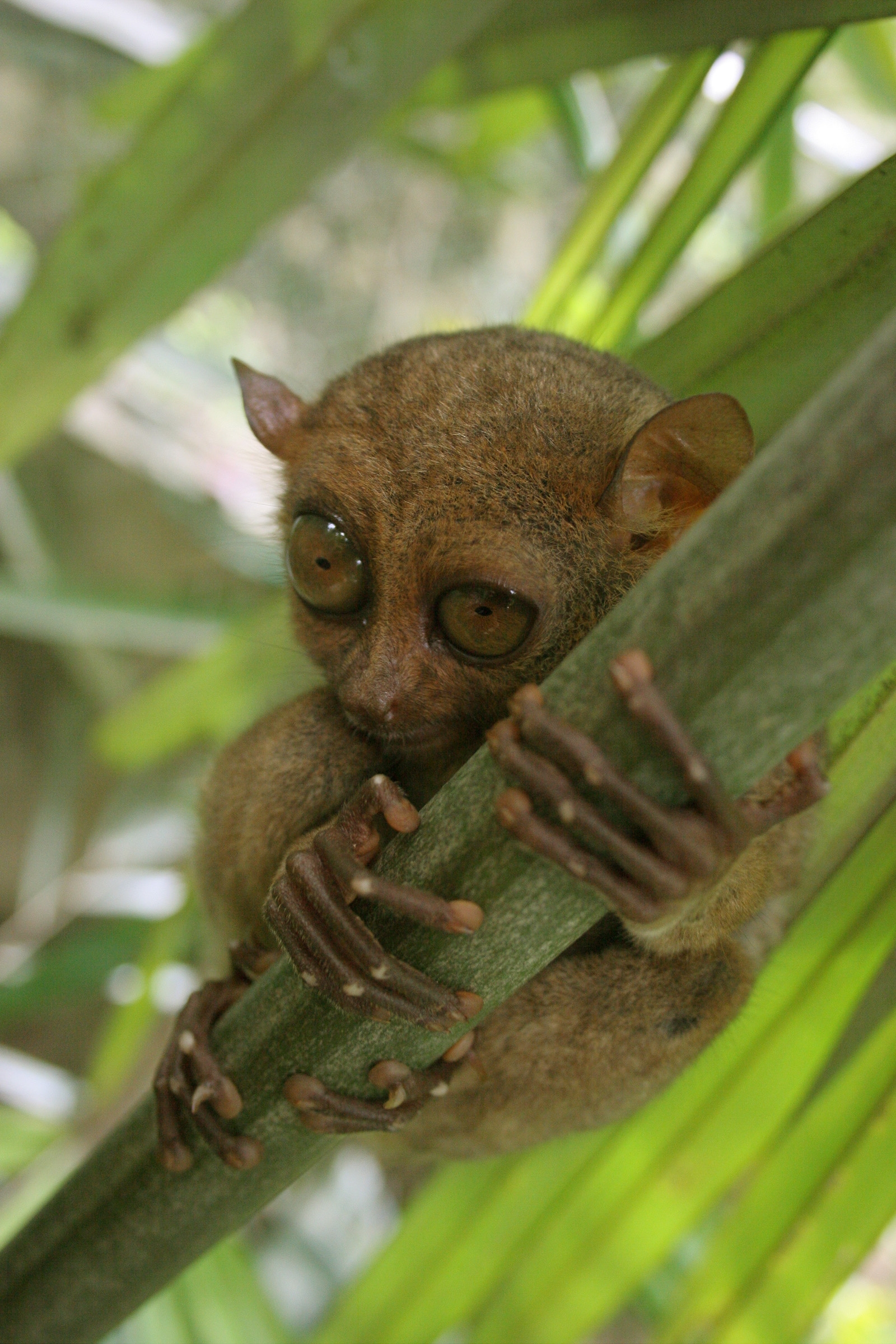 Tarsier Wikipedia