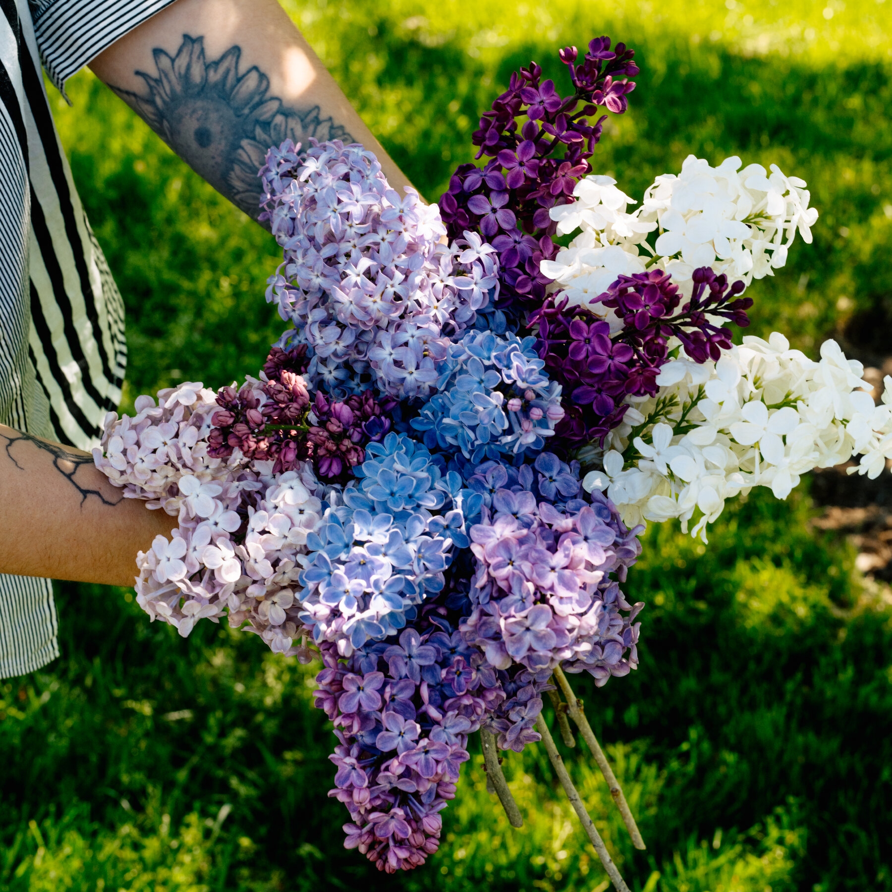 flowers bloom late winter crossword clue flowers bloom late winter crossword clue