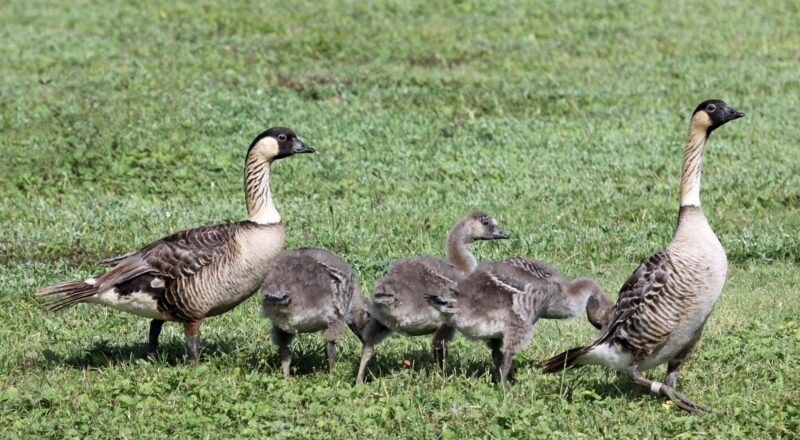 The Crossword Stumper The New York Times