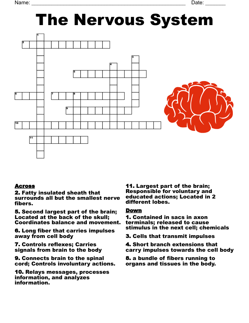 The Nervous System Crossword WordMint The Nervous System Crossword WordMint
