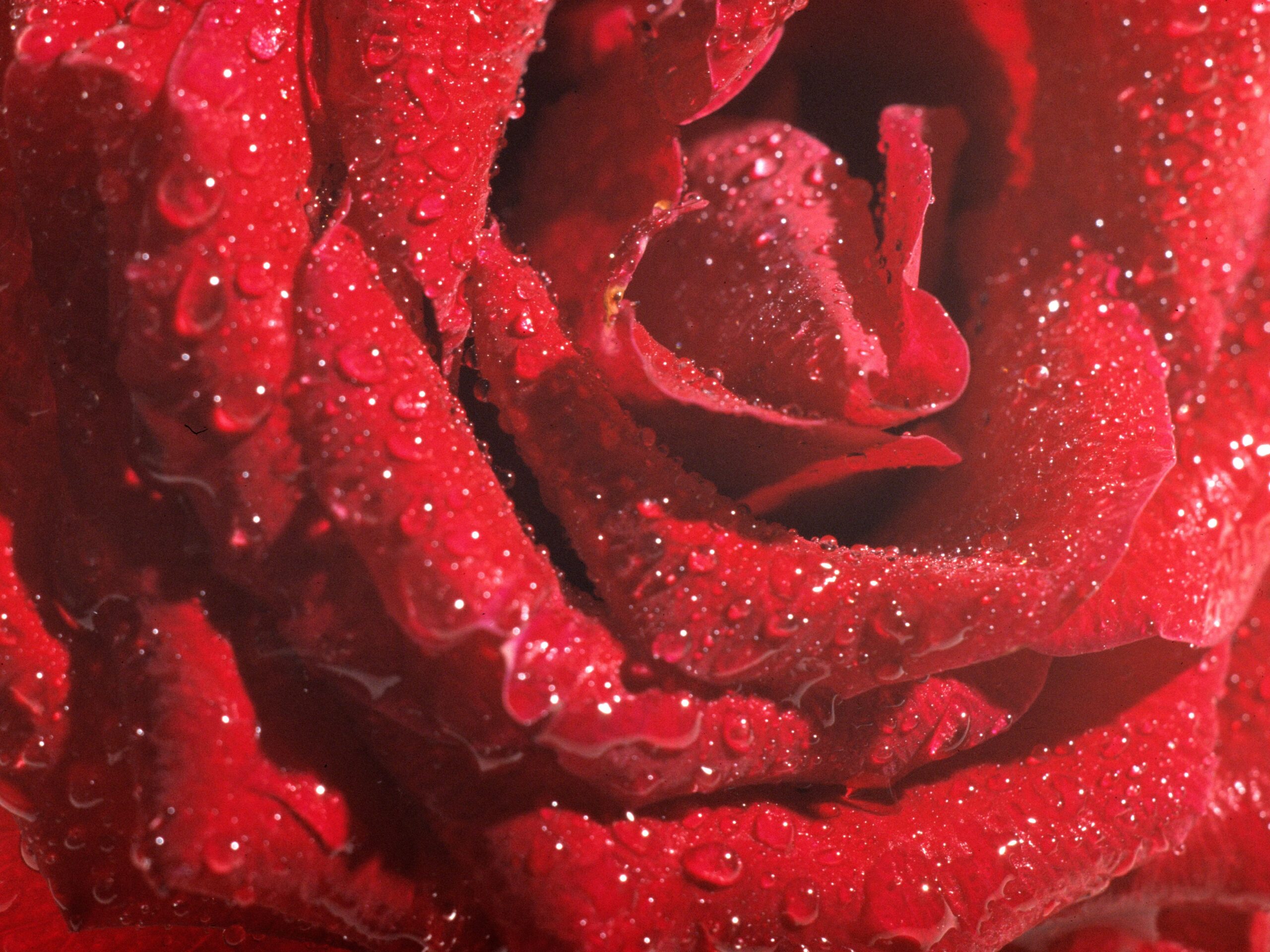 rose oil crossword clue rose oil crossword clue